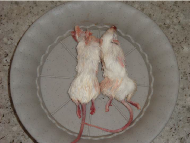 An adequate source of nutrition, mice are commonly fed to captive birds of prey, however laboratory-raised mice tend to be relatively high in fat