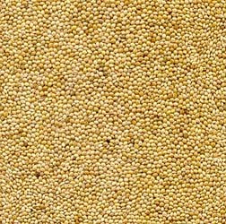 Le millet est une graine non-oléagineuse dépourvue de valeur nutritionnelle significative