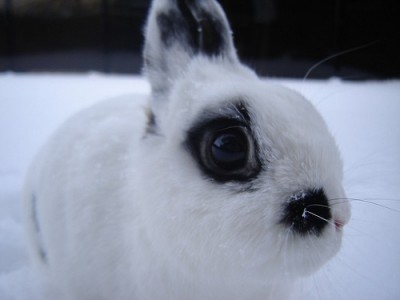Infection may be more common in dwarf rabbit breeds
