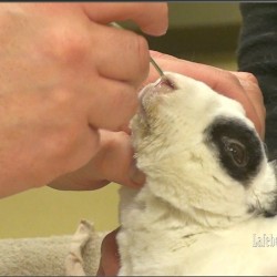 Nasogastric Tube Placement in the Rabbit - LafeberVet