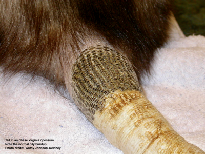 Tail in an obese Virginia opossum Photo credit: Cathy Johnson-Delaney