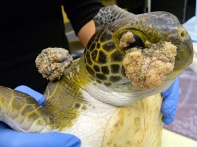External papillomas in the sea turtle are often found on the cornea and adnexa. 