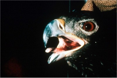 Raptor, open mouth breathing