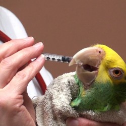 Administer medication to a parrot