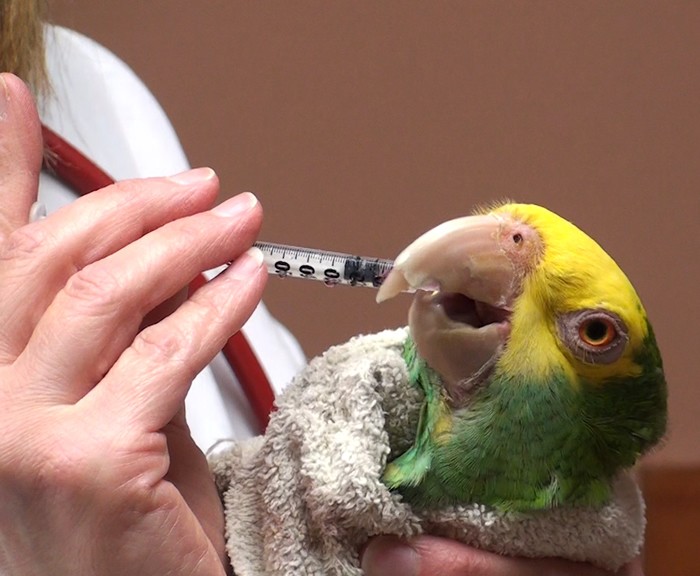 Administration de médicaments par voie orale chez les oiseaux