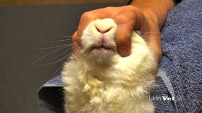 On voit ici, une méthode de contention de la tête lors de l'examen oral d’un lapin ou d’un rongeur