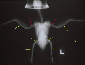 Ossification des os longs ou ostéomyélosclerose (flèches jaunes) compare à une apparence radiographique normale des os chez un oiseau (flèches rouges).