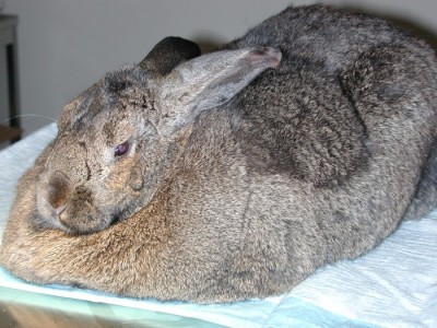 Note the dewlap or “double chin” present in this overweight female rabbit