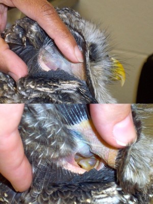 Ear of a barred owl