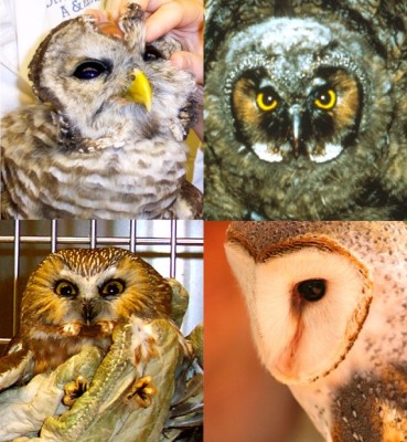 Owl types