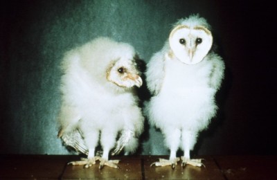 Prefledgling barn owlets
