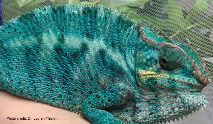 panther chameleon Dr. Lauren Thielen