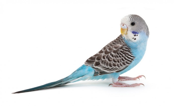 parakeet bird