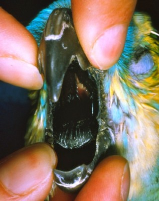 Dans la classe des Aves, seuls les perroquets possèdent des muscles linguaux intrinsèques
