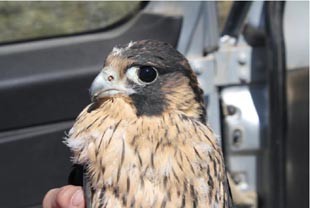 The Austral or Patagonian peregrine falcon