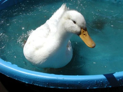 Pato doméstico en una piscina para niños