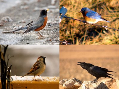 Perching birds belong to order Passeriformes