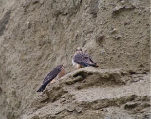 Peregrine falcon nesting