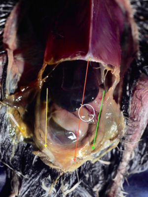 Peritoneal cavities of a passerine bird