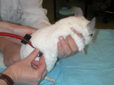 Auscultation of the gastrointestinal tract in an herbivore