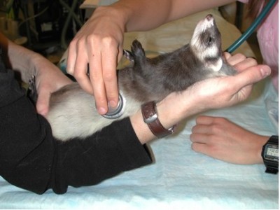 Physical exam auscult ferret