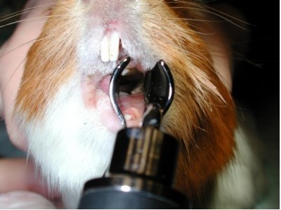 Intraoral view of a guinea pig using an illuminated bivalve nasal speculum.