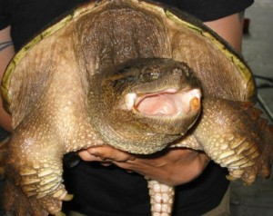 Para restringir a una tortuga mordedora, deslice la mano dominante por detrás y por debajo del plastrón