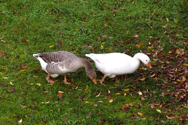 Pilgrim geese