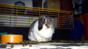La présence de crottes dures en dehors du bac à litière n’est pas un signe d'une malpropreté chez le lapin. Les propriétaires doivent tout simplement garder un balai à portée de main