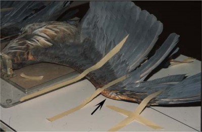 For the lateral view, place the bird in right lateral recumbency.
