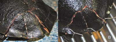 Pre-operative appearance of compound carapace fractures and fracture wired