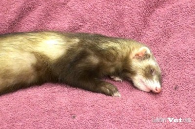 The normal ferret tends to curl up at rest. The prone position shown here is frequently associated with severe debilitation and/or abdominal pain.