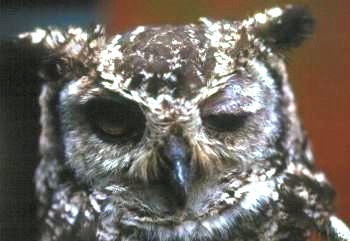 Ptosis in a great horned owl