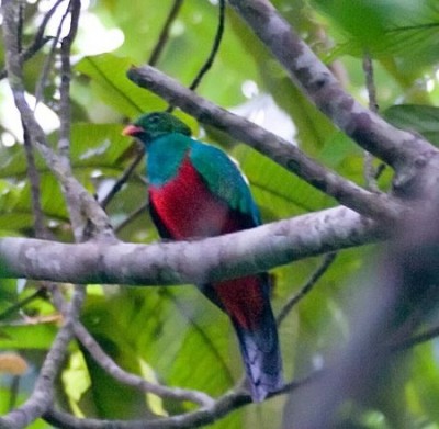 Scarlet macaw in Guatemala