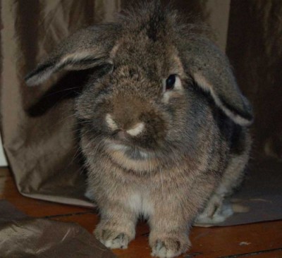 Lop-eared rabbits are at particular risk for developing otitis.