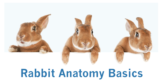Rabbit Anatomy Basics