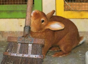 Le marquage est observé chez les lapins domestiques