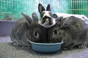 Like their wild ancestors, domestic rabbits tend to thrive in groups.