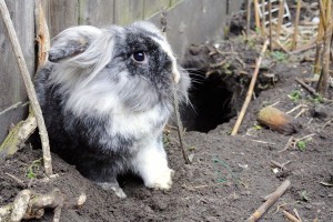Like their wild ancestors, domestic rabbits will dig whenever given the opportunity.