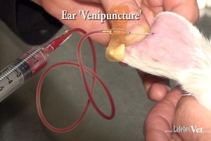 Use of a butterfly catheter reduces negative pressure placed on the vessel.