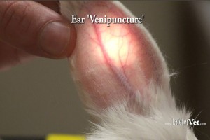 La arteria auricular central y la vena auricular marginal son fácilmente accesibles