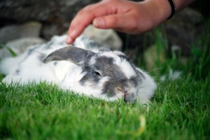 El lenguaje corporal de este conejo (cuerpo aplanado, las orejas hacia atrás) sugiere que hay tensión y/o miedo