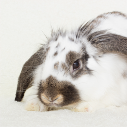 rabbit gpig removed