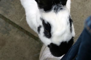 Un lapin qui cherche à obtenir l’attention de son propriétaire peut pousser avec le nez ou renifler son propriétaire