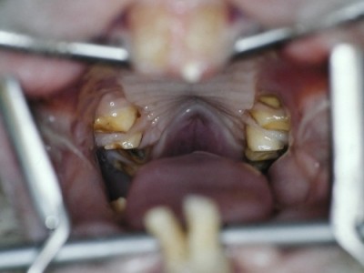 Oral exam in a rabbit