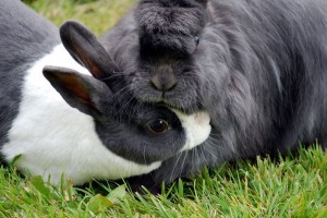 Un conejo dominante puede colocar su cabeza por debajo de un subordinado para el acicalamiento