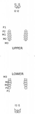 Rabbit teeth numbered chart