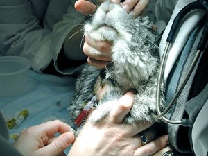 Venopunción yugular en un conejo sujetado en decúbito esternal