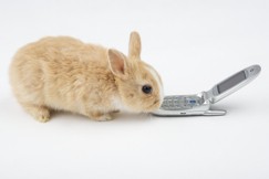 Rabbit with cell phone