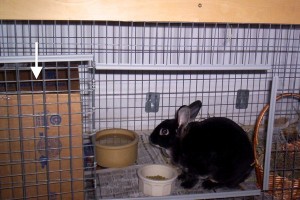 Proporcione a los conejos materiales en los que se puedan esconder